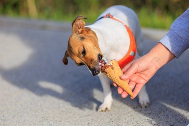 Jack Russell Terrier cinsinin sevimli köpeği şehirde yürürken dondurma yiyor. Seçici odaklı evcil hayvan portresi ve metin için alanı kopyala