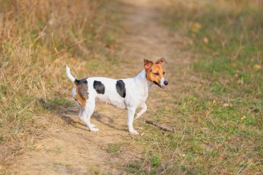 Şirin bir Jack Russell Terrier köpeği doğada yürüyor. Seçici odaklı evcil hayvan portresi ve metin için alanı kopyala