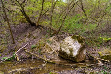 Islak iklimli vahşi doğa. Seçici odaklı arkaplan ve metin için alanı kopyala