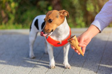 Jack Russell Terrier cinsinin sevimli köpeği şehirde yürürken dondurma yiyor. Seçici odaklı evcil hayvan portresi ve metin için alanı kopyala