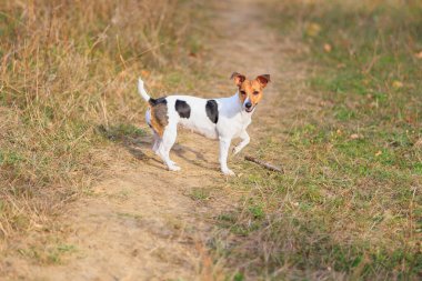 Şirin bir Jack Russell Terrier köpeği doğada yürüyor. Seçici odaklı evcil hayvan portresi ve metin için alanı kopyala