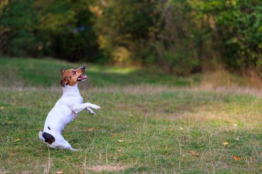 Sevimli bir Jack Russell Terrier köpeği doğada eğitim görüyor. Seçici odaklı evcil hayvan portresi ve metin için alanı kopyala