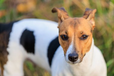 Tatlı Jack Russell Terrier köpeği temiz havada yürüyüş yapıyor. Seçici odaklı evcil hayvan portresi ve metin için alanı kopyala