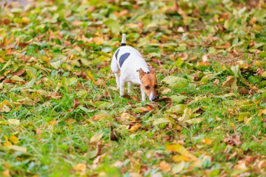 Şirin bir Jack Russell Terrier köpeği doğada yürüyor. Seçici odaklı evcil hayvan portresi ve metin için alanı kopyala