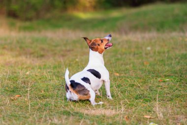 Sevimli bir Jack Russell Terrier köpeği doğada eğitim görüyor. Seçici odaklı evcil hayvan portresi ve metin için alanı kopyala