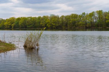 Nehir kıyısında. Seçici odaklı arkaplan ve metin için alanı kopyala