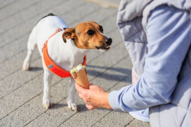 Jack Russell Terrier cinsinin bir köpeği dondurma yer. Seçici odaklı hayvan portresi ve metin için alanı kopyala