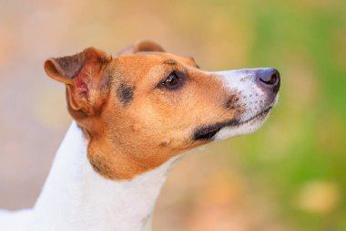 Şirin bir Jack Russell Terrier köpeği doğada yürüyor. Seçici odaklı evcil hayvan portresi ve metin için alanı kopyala