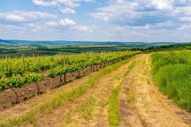 Elit şarap üzüm tarlaları. Seçici odaklı arkaplan veya arkaplan ve metin için alanı kopyala.