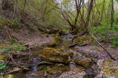 Islak iklimli vahşi doğa. Seçici odaklı arkaplan ve metin için alanı kopyala