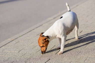 Sevimli bir Jack Russell Terrier köpeği kaldırımda yürüyor. Seçici odaklı evcil hayvan portresi ve metin için alanı kopyala