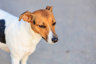 Evin yanındaki kaldırımda duran sevimli Jack Russell Terrier köpeği. Seçici odaklı evcil hayvan portresi ve metin için alanı kopyala