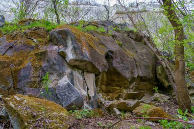Islak iklimli vahşi doğa. Seçici odaklı arkaplan ve metin için alanı kopyala
