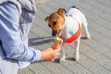 Jack Russell Terrier cinsinin bir köpeği dondurma yer. Seçici odaklı hayvan portresi ve metin için alanı kopyala