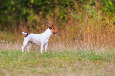 Tatlı bir Jack Russell Terrier köpeği ormandaki bir açıklıkta yürüyor. Seçici odaklı evcil hayvan portresi ve metin için alanı kopyala