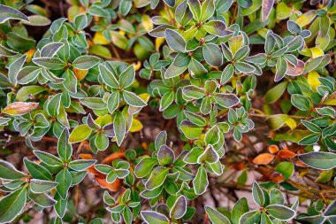 Yaprakları buz tutmuş bir bitkinin yakın çekimi. Buz bitkiye soğuk ve kış havası verir.