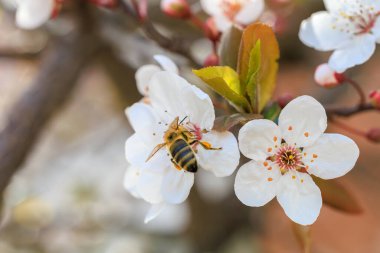 Bir arı çiçeğin üzerindedir. Çiçek beyazdır. Arı sarıdır.