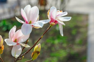 Pembe yapraklı bir demet beyaz çiçek. Çiçekler bir bahçede ve yeşil çimlerle çevrili.