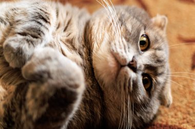 Neşeli İskoç kedisi. Yumuşak kürklü ve meraklı gözleriyle evde rahatlıyor..