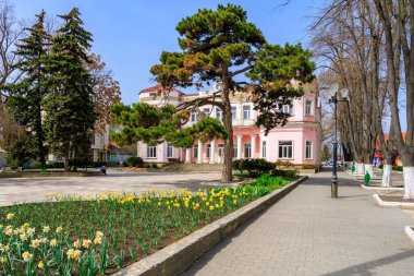 Önünde büyük bir ağaç olan pembe bir bina. Ağaç sarı çiçeklerle çevrilidir. 1 Nisan 2024 Balti Moldova