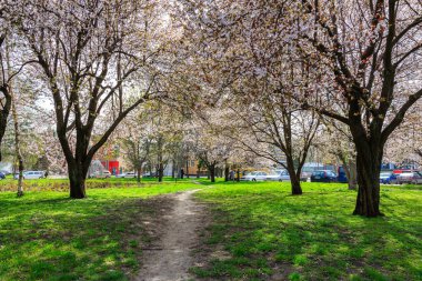 Ağaçlar ve otlarla dolu bir parkın içinden geçen bir patika. Ağaçlar çiçeklerle dolu, çimenler gür ve yeşildir. 1 Nisan 2024 Balti Moldova