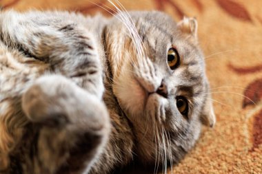 Rahat İskoç kedisi desenli halıda.