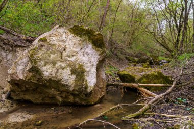 Islak iklimli vahşi doğa. Seçici odaklı arkaplan ve metin için alanı kopyala