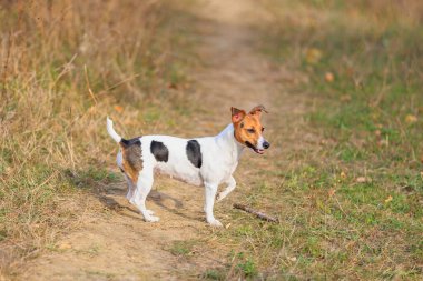Şirin bir Jack Russell Terrier köpeği doğada yürüyor. Seçici odaklı evcil hayvan portresi ve metin için alanı kopyala