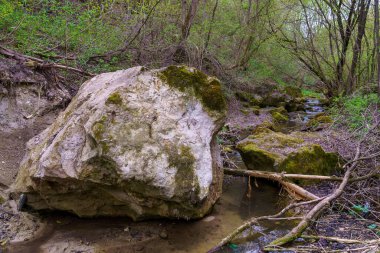 Islak iklimli vahşi doğa. Seçici odaklı arkaplan ve metin için alanı kopyala