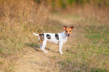 Şirin bir Jack Russell Terrier köpeği doğada yürüyor. Seçici odaklı evcil hayvan portresi ve metin için alanı kopyala