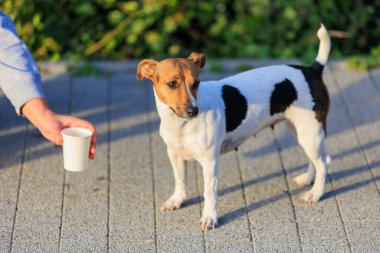 Bir köpeğe sıcakta içecek bir şey verme fikri. Hayvanlarla ilgilenmek. Seçici odaklı evcil hayvan portresi ve metin için alanı kopyala