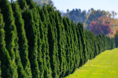Yeşil yapraklı ve arka planda yeşil çimenli bir çim tarlası olan bir sıra daima yeşil ağaç. Ağaçlar uzun ve yoğundur, mahremiyet ve inzivaya çekilme hissi yaratırlar. Çimler yemyeşil.