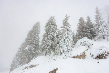 Sisli kış dağlarında karla kaplı çam ağaçları.