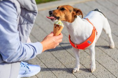 Jack Russell Terrier cinsinin bir köpeği dondurma yer. Seçici odaklı hayvan portresi ve metin için alanı kopyala