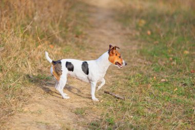 Şirin bir Jack Russell Terrier köpeği doğada yürüyor. Seçici odaklı evcil hayvan portresi ve metin için alanı kopyala