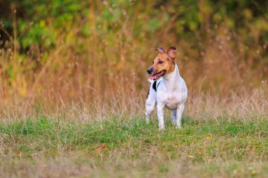 Tatlı bir Jack Russell Terrier köpeği ormandaki bir açıklıkta yürüyor. Seçici odaklı evcil hayvan portresi ve metin için alanı kopyala
