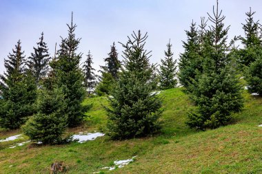 Ormandaki köknar ağaçları. Seçici odaklı arkaplan ve metin için alanı kopyala