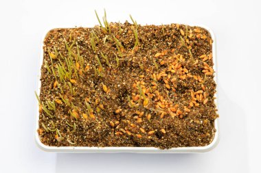 Bir tepside filizlenen tohumlar. Seçici odaklı arkaplan ve metin için alanı kopyala