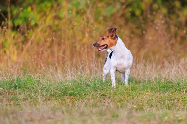 Tatlı bir Jack Russell Terrier köpeği ormandaki bir açıklıkta yürüyor. Seçici odaklı evcil hayvan portresi ve metin için alanı kopyala