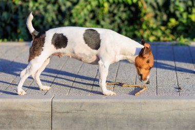 Bir köpeğe sıcakta içecek bir şey verme fikri. Hayvanlarla ilgilenmek. Seçici odaklı evcil hayvan portresi ve metin için alanı kopyala