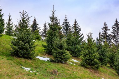 Ormandaki köknar ağaçları. Seçici odaklı arkaplan ve metin için alanı kopyala