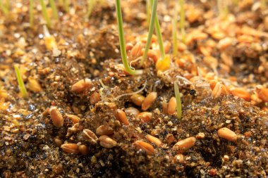 Bir tepside filizlenen tohumlar. Seçici odaklı arkaplan ve metin için alanı kopyala