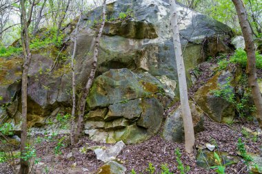 Islak iklimli vahşi doğa. Seçici odaklı arkaplan ve metin için alanı kopyala