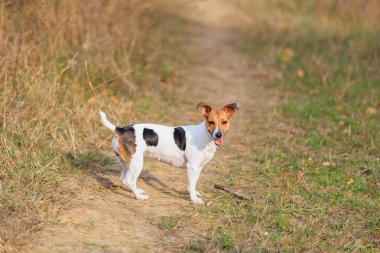 Şirin bir Jack Russell Terrier köpeği doğada yürüyor. Seçici odaklı evcil hayvan portresi ve metin için alanı kopyala
