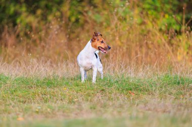 Tatlı bir Jack Russell Terrier köpeği ormandaki bir açıklıkta yürüyor. Seçici odaklı evcil hayvan portresi ve metin için alanı kopyala