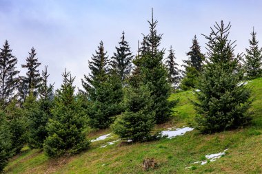 Ormandaki köknar ağaçları. Seçici odaklı arkaplan ve metin için alanı kopyala