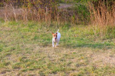 Tatlı bir Jack Russell Terrier köpeği ormandaki bir açıklıkta yürüyor. Seçici odaklı evcil hayvan portresi ve metin için alanı kopyala