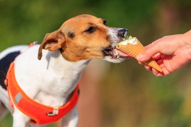 Şirin Jack Russell Terrier köpeği parkta yürürken dondurma yiyor. Seçici odaklı evcil hayvan portresi ve metin için alanı kopyala
