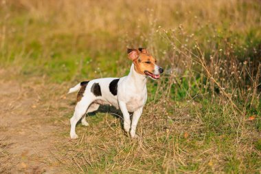 Şirin bir Jack Russell Terrier köpeği doğada yürüyor. Seçici odaklı evcil hayvan portresi ve metin için alanı kopyala