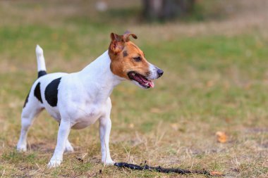 Tatlı bir Jack Russell Terrier köpeği ormandaki bir açıklıkta yürüyor. Seçici odaklı evcil hayvan portresi ve metin için alanı kopyala